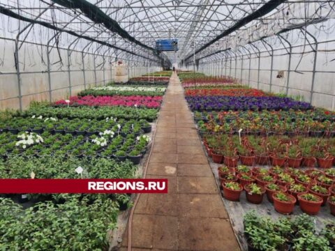Сотни тысяч кустов овощной рассады и цветов вырастили в Чехове к дачному сезону Новости Чехова 