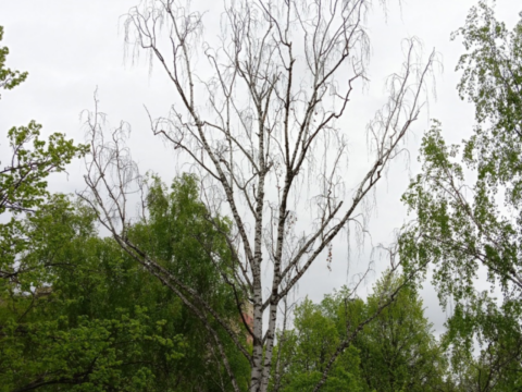 Сухое дерево в одном из чеховских дворов спилят по жалобе жильцов Новости Чехова 